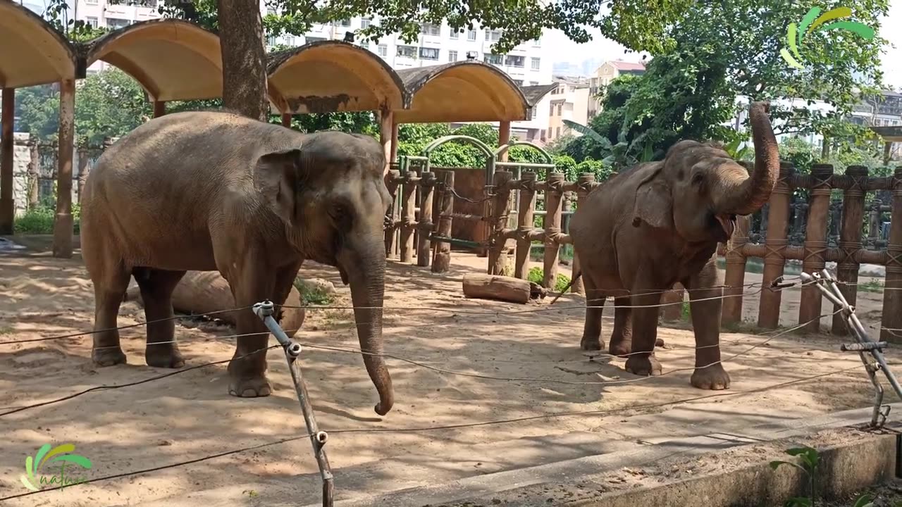 Elephant Dance Video, Best videos Elephant Funny Cute p6