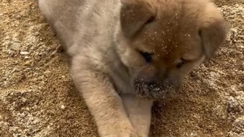 Cute baby dog playing in Sand- Laughing with the Furballs: Unbelievable Dog Hilarity