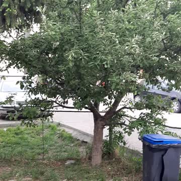 Parcul din cartierul Alma, radiatie radiofrecventa