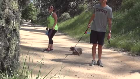 Bushman Prank on Dogs, Dog Scared