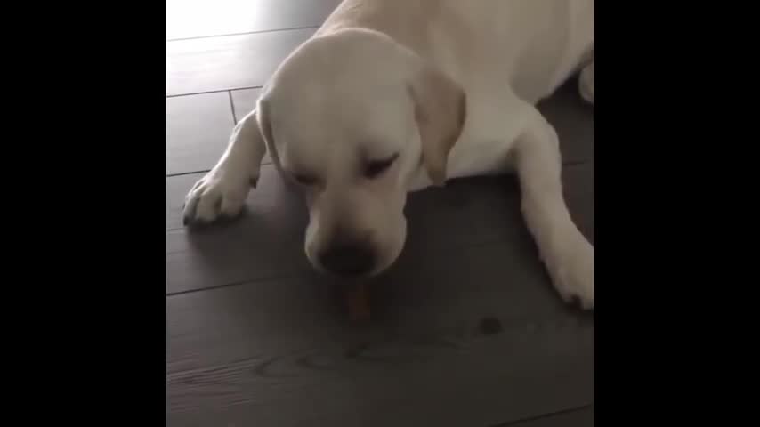 🐶WOW Labrador Puppies Funny Compilation 🐕 🐶
