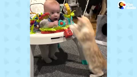 Cat Obsessed With Baby Brother Thinks He’s Also A Baby ｜ The Dodo Cat Crazy_p1