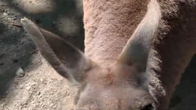 Kangaroo