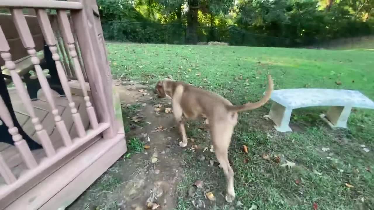 Dobermn vs pitbull fight