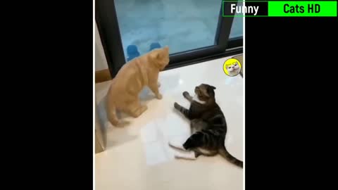 Best Cat Videos Of 2022 😂- Funny Cats HD