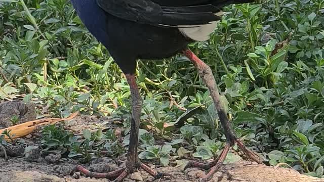 This is a warbler