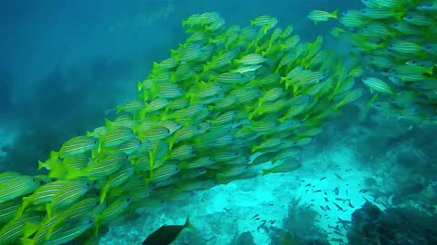 Beautiful fish12