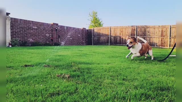 Dog playing with water