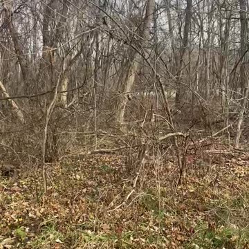 Moving Through The Woods Patrolling