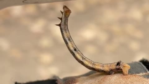 Wildlife in closer view with a natural perspective.