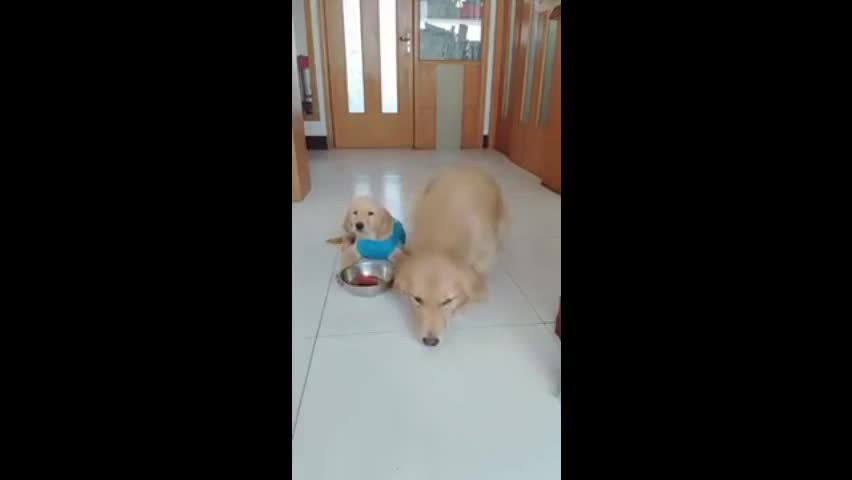 Cute Golden Retriever Mom Leaves Food To Her Little Puppy