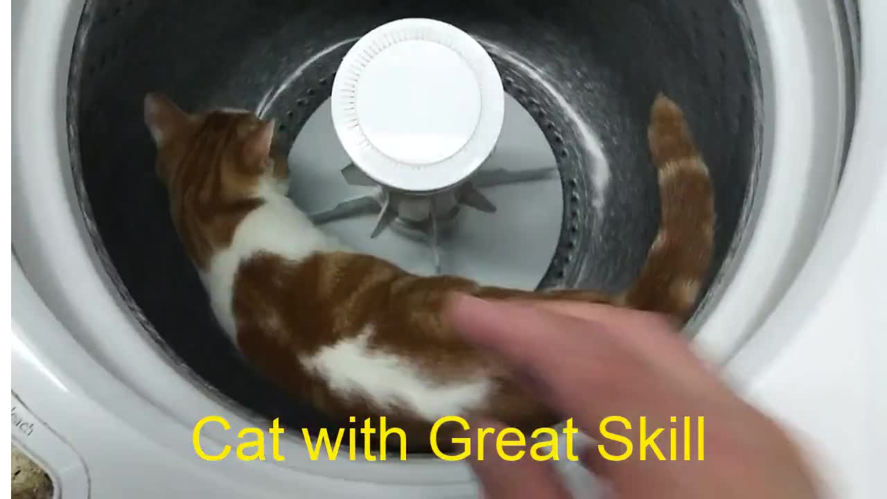 Cat Enjoying in Washing Machine.