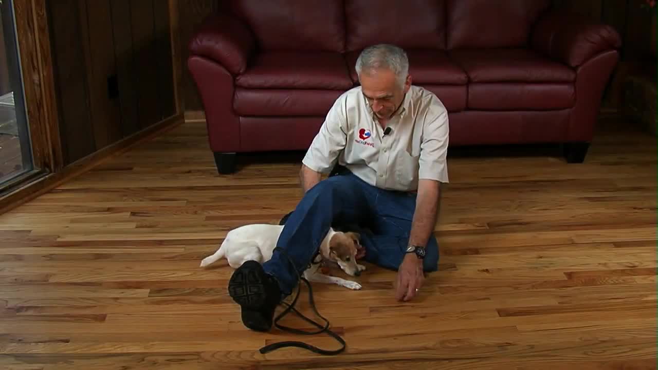 The fantastic way to train your dog