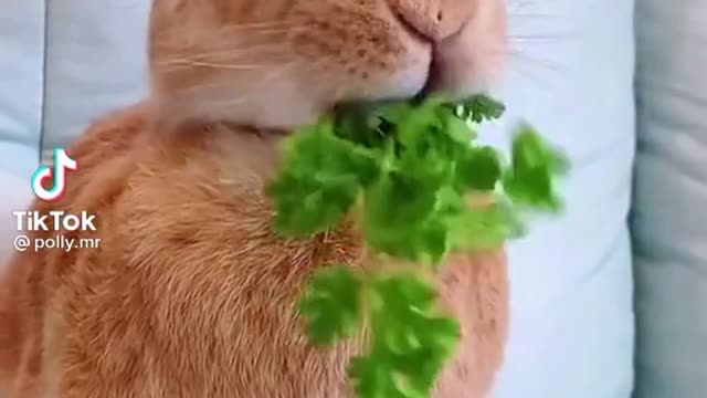 Rabbit eating Green Mint