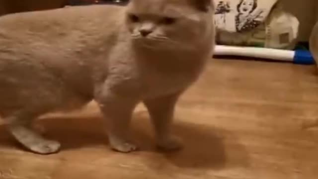 Super funny vedios