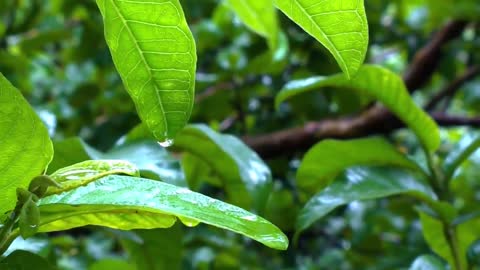 Relaxing Piano Music with Rain