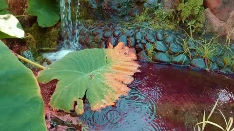 Water drops on flower