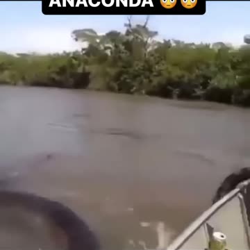 Your Amazon Tour Guide does this… Wyd_! #anaconda #snake #amazon