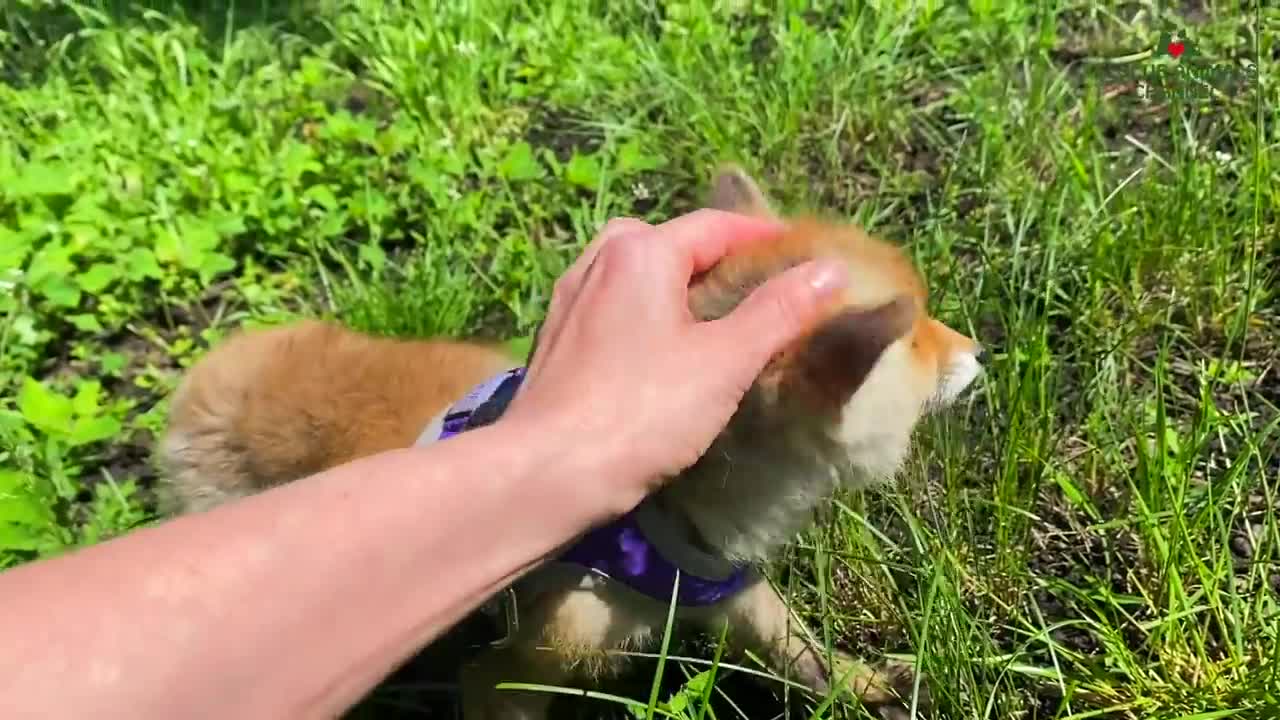 A fox became on after he was rescued