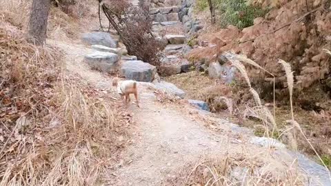 Puppy in the snowy mountains