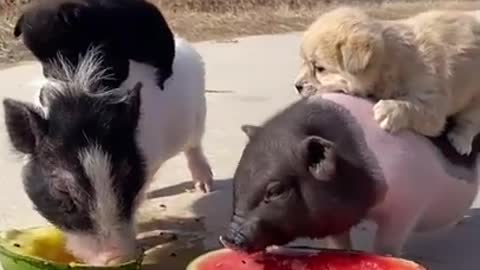 Most Funny - Cutest baby animals Videos - Eating Food