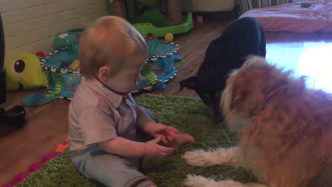 A dog and a child = Your dog steals cool baby food