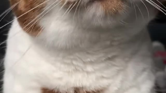 #The_Loveliest_Animals cute cat, cat video, cat moment, beautiful cat