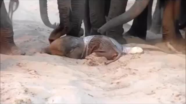 Fantastic and rare day time footage of a wild elephant giving birth