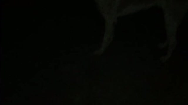 Night dog video