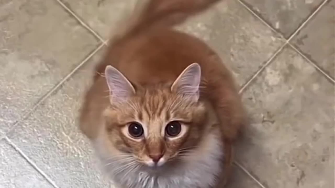 Funny and Cute Cats Videos #48