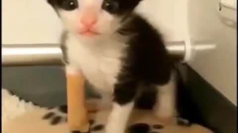 Quick Videos Of Funny And Cute Pets #1