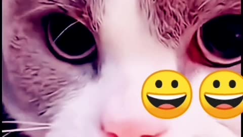 cats funny shorts video