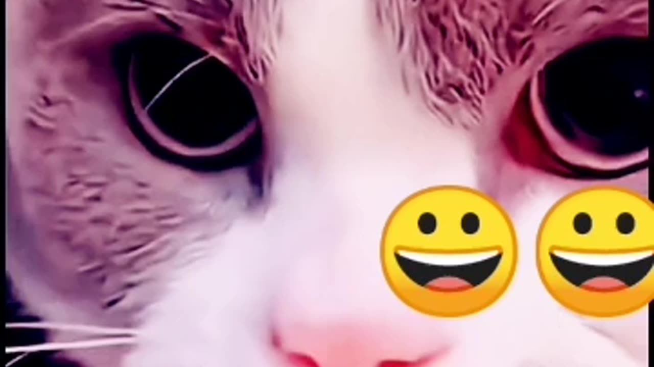 cats funny shorts video