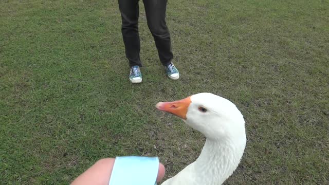 Duck and baby dog fight