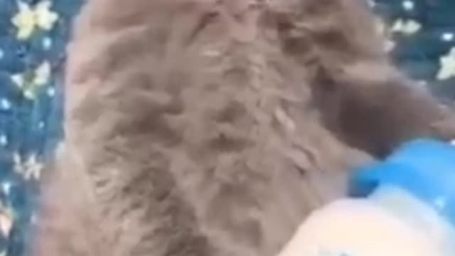 Cute little cats video