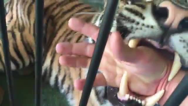 Hands tiger