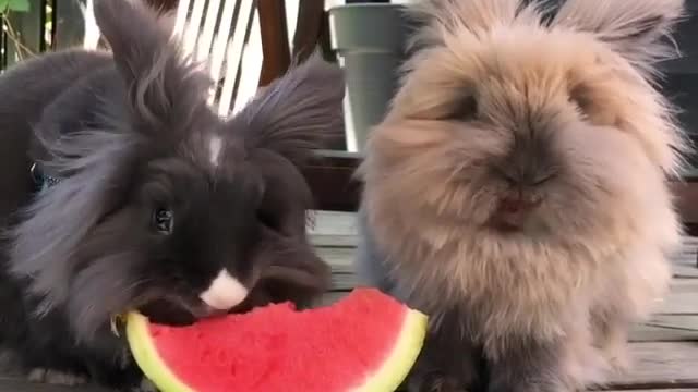 Two cute rabbits are eating watermelon