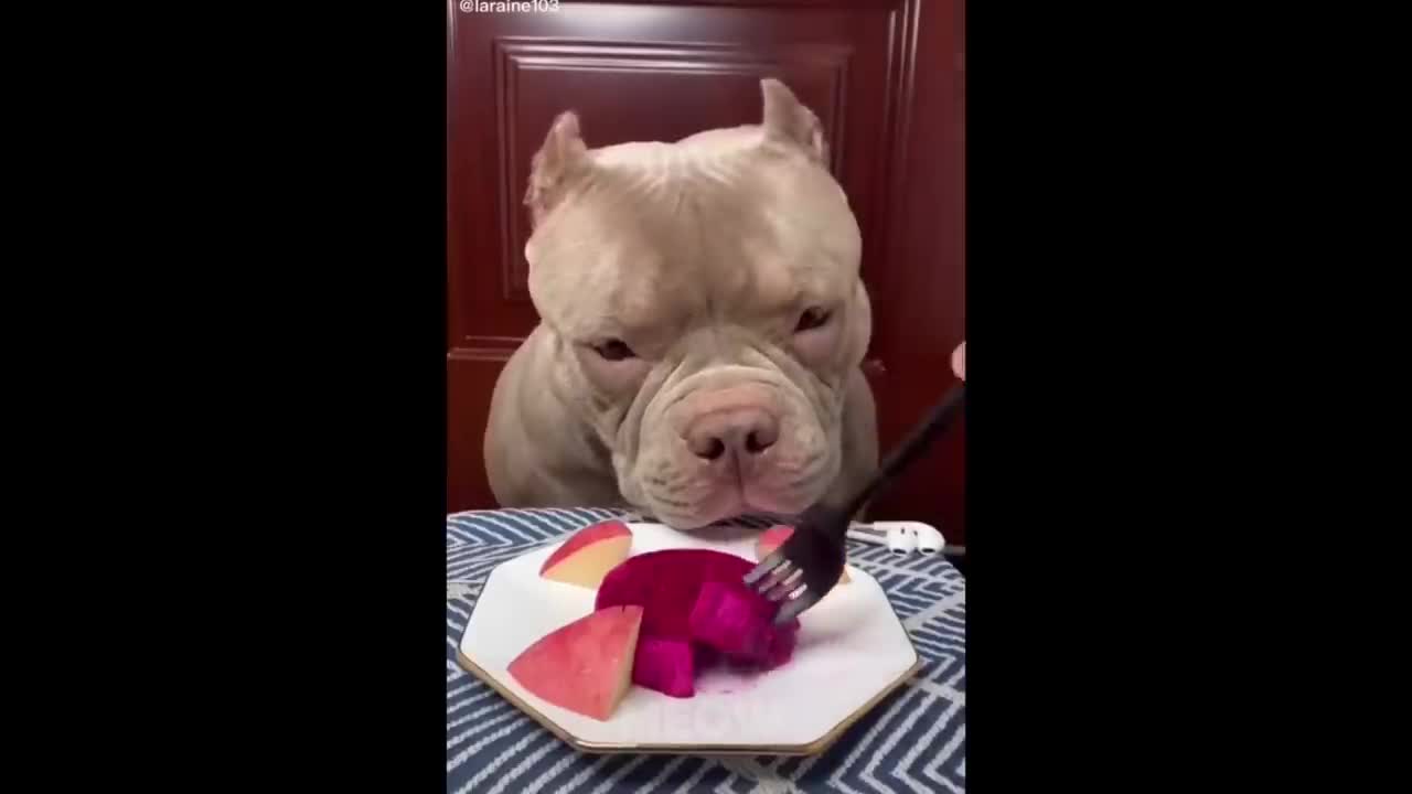 Try Not To Laugh - Dogs And Cats Reaction To Food_ MEOW