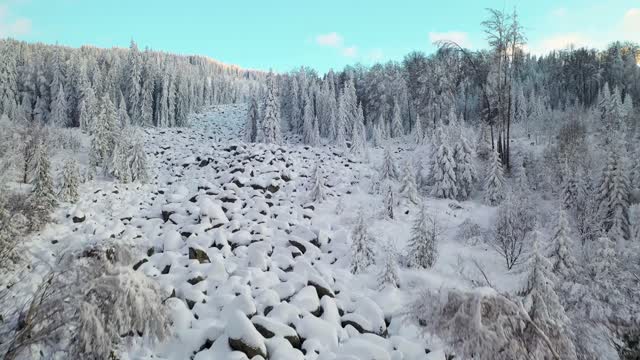 Drone Footage of Winter Landscape of Pine Trees