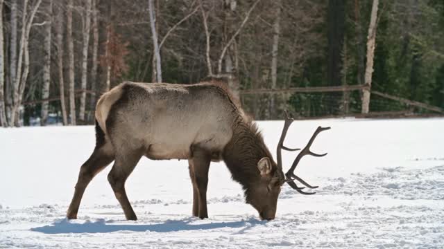 Deer Looking For Food In The Ground Covered With Snow