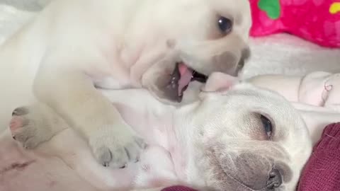 OMG 😱 cute dog 😱😘😘