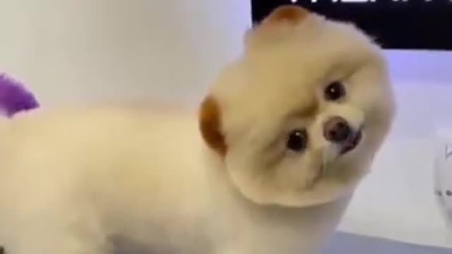 Cute And Funny Pomeranian Moment | Smart Dog | Lovely Pet