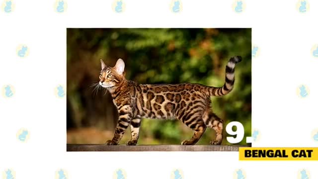 The Best Cat Breeds For First Time Owners