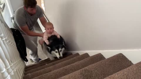 Alaskan Malamute Bath Time! Naughty Niko Rolled In Poo!-7