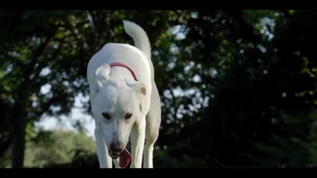 Dog Movement at park