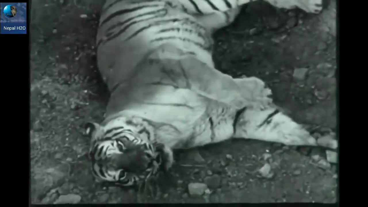 Lion Vs Tiger Real Fight to Death New