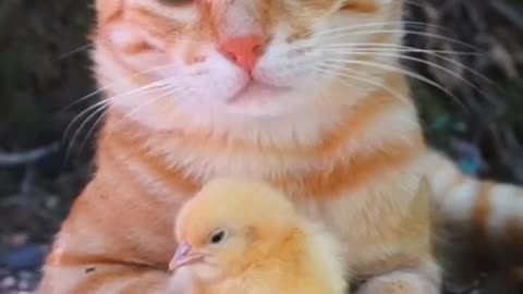 Amazing cats. Innocuous cats love chicks.