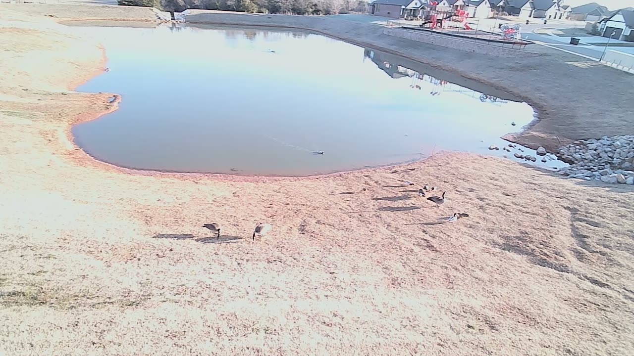 The Pond