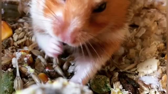 Cute Hamster Is Eating Delicious Treat Stick