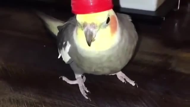 Whistle Parrot